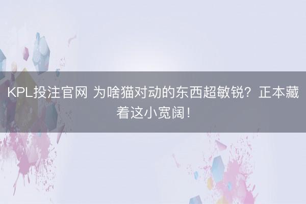 KPL投注官网 为啥猫对动的东西超敏锐？正本藏着这小宽阔！